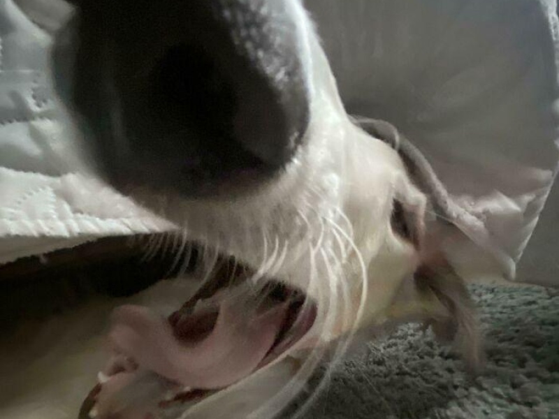 “Cryptid Dogs”: 30 Times People Managed To Snap A Pic Of Their Dogs At Just The Right Moment