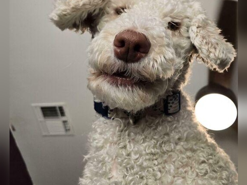 “Cryptid Dogs”: 30 Times People Managed To Snap A Pic Of Their Dogs At Just The Right Moment