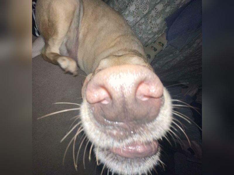 “Cryptid Dogs”: 30 Times People Managed To Snap A Pic Of Their Dogs At Just The Right Moment
