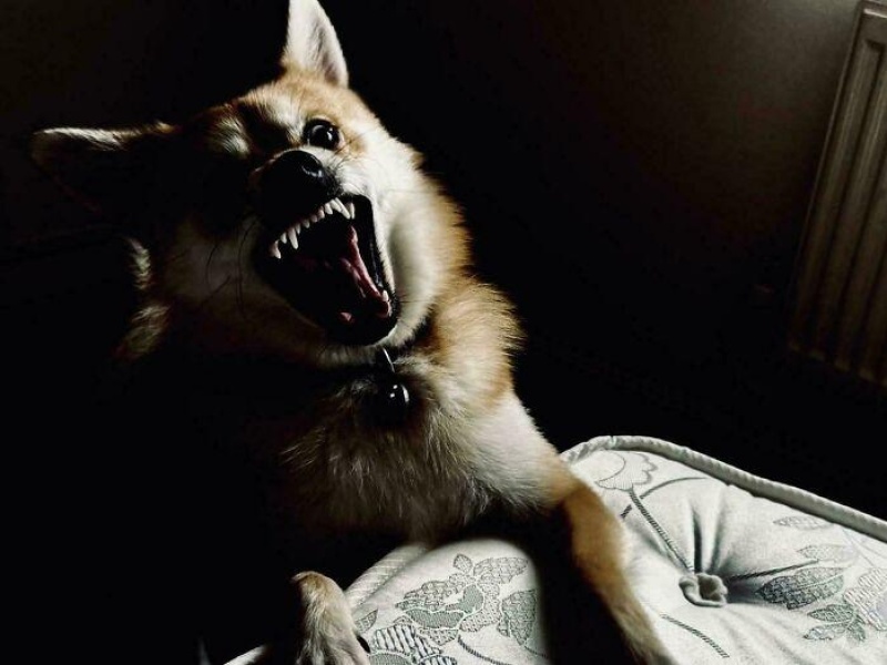 “Cryptid Dogs”: 30 Times People Managed To Snap A Pic Of Their Dogs At Just The Right Moment