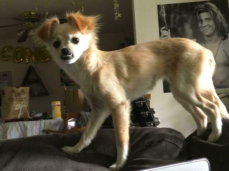“Cryptid Dogs”: 30 Times People Managed To Snap A Pic Of Their Dogs At Just The Right Moment
