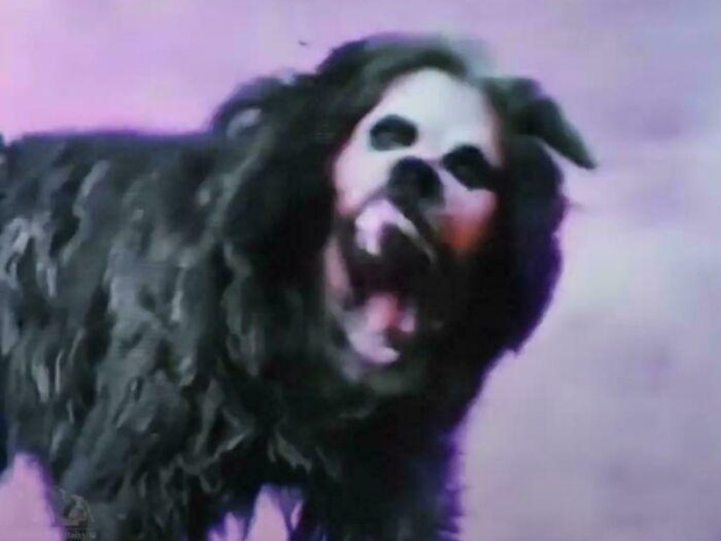 “Cryptid Dogs”: 30 Times People Managed To Snap A Pic Of Their Dogs At Just The Right Moment