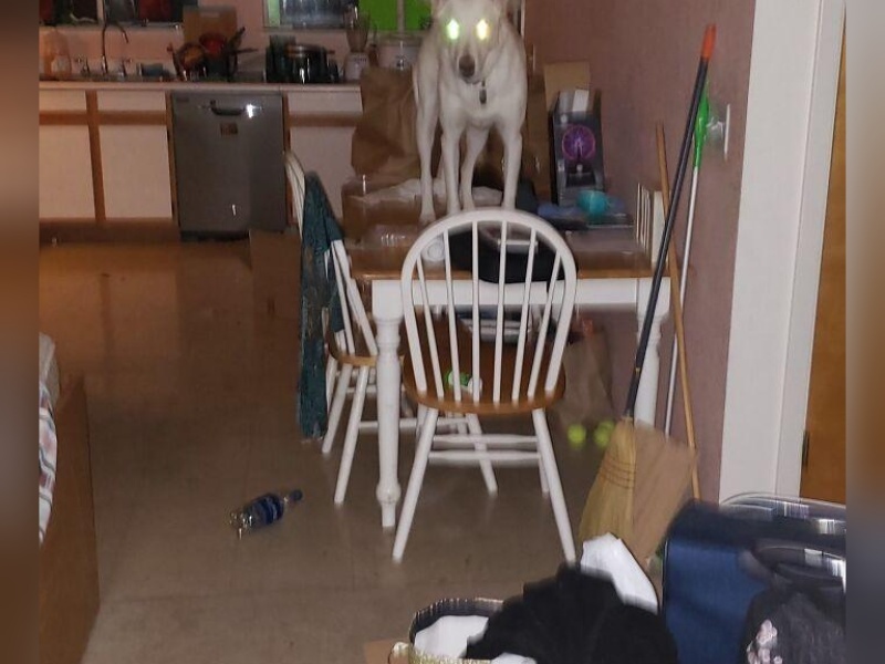 “Cryptid Dogs”: 30 Times People Managed To Snap A Pic Of Their Dogs At Just The Right Moment