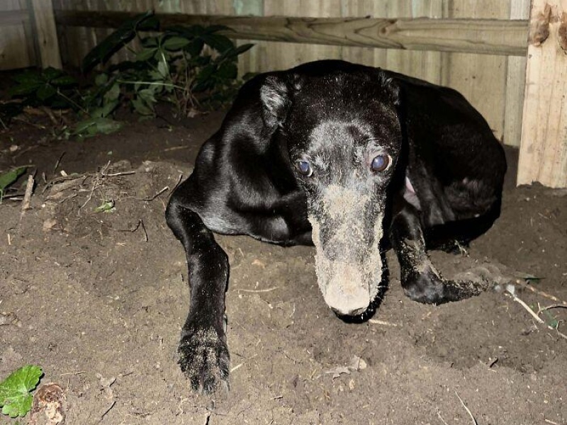 “Cryptid Dogs”: 30 Times People Managed To Snap A Pic Of Their Dogs At Just The Right Moment