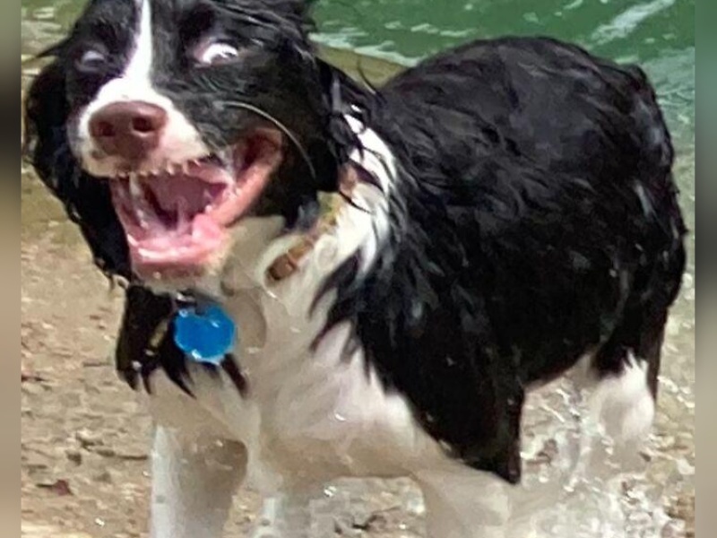 “Cryptid Dogs”: 30 Times People Managed To Snap A Pic Of Their Dogs At Just The Right Moment
