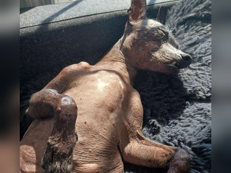 “Cryptid Dogs”: 30 Times People Managed To Snap A Pic Of Their Dogs At Just The Right Moment
