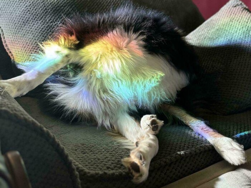 “Cryptid Dogs”: 30 Times People Managed To Snap A Pic Of Their Dogs At Just The Right Moment