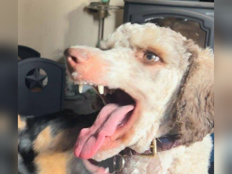 “Cryptid Dogs”: 30 Times People Managed To Snap A Pic Of Their Dogs At Just The Right Moment