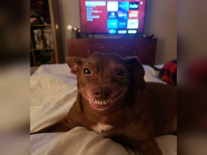 “Cryptid Dogs”: 30 Times People Managed To Snap A Pic Of Their Dogs At Just The Right Moment
