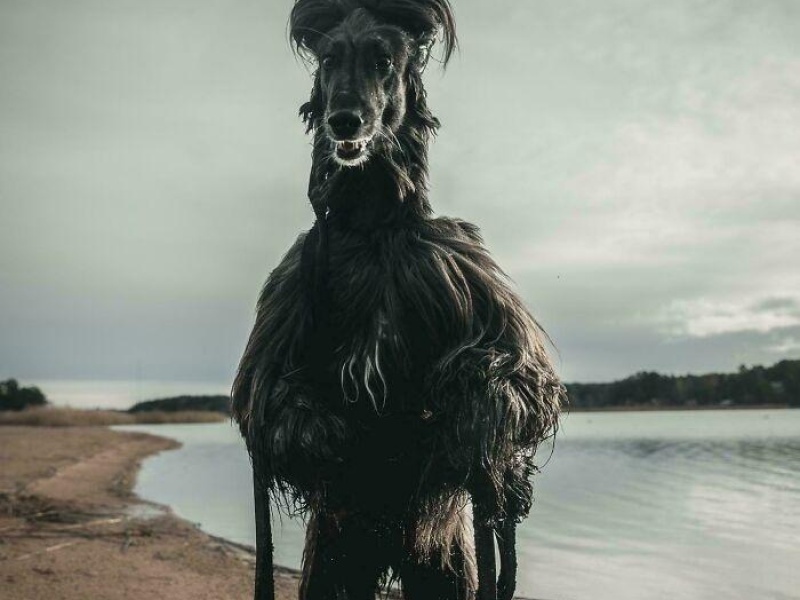 “Cryptid Dogs”: 30 Times People Managed To Snap A Pic Of Their Dogs At Just The Right Moment