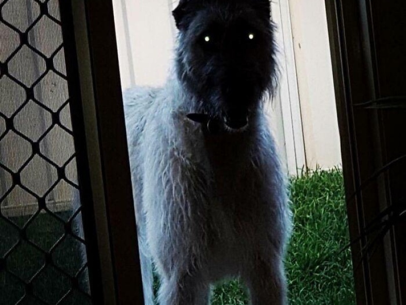“Cryptid Dogs”: 30 Times People Managed To Snap A Pic Of Their Dogs At Just The Right Moment