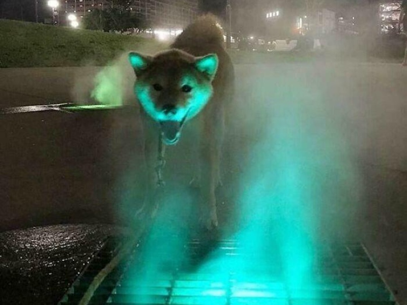 “Cryptid Dogs”: 30 Times People Managed To Snap A Pic Of Their Dogs At Just The Right Moment