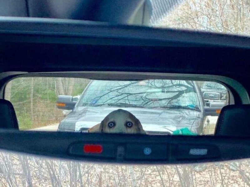 “Cryptid Dogs”: 30 Times People Managed To Snap A Pic Of Their Dogs At Just The Right Moment