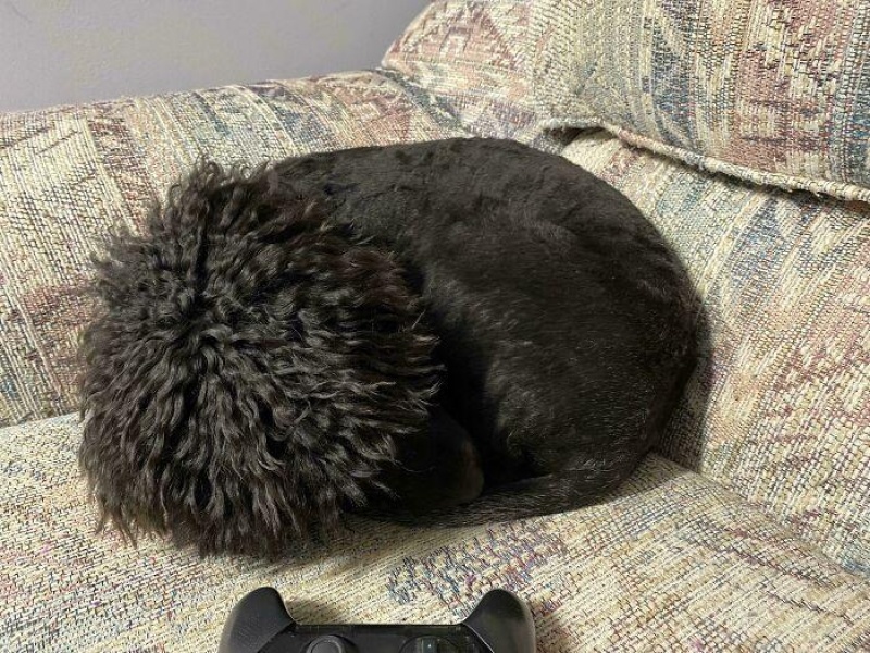 “Cryptid Dogs”: 30 Times People Managed To Snap A Pic Of Their Dogs At Just The Right Moment