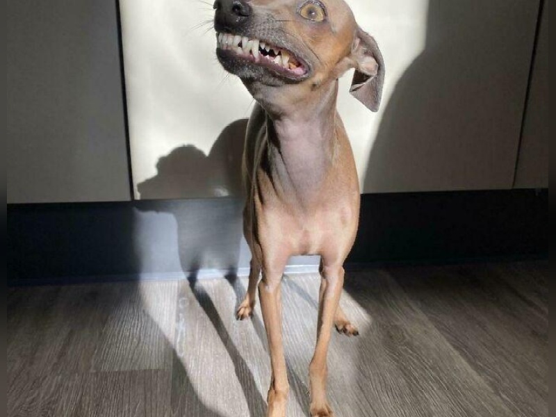 “Cryptid Dogs”: 30 Times People Managed To Snap A Pic Of Their Dogs At Just The Right Moment