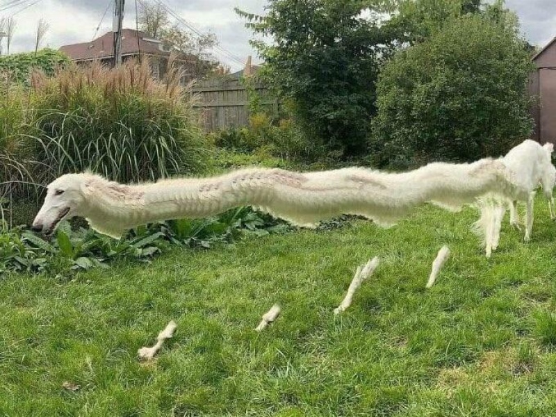 “Cryptid Dogs”: 30 Times People Managed To Snap A Pic Of Their Dogs At Just The Right Moment