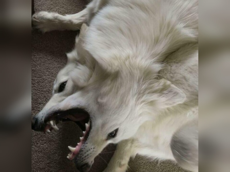 “Cryptid Dogs”: 30 Times People Managed To Snap A Pic Of Their Dogs At Just The Right Moment