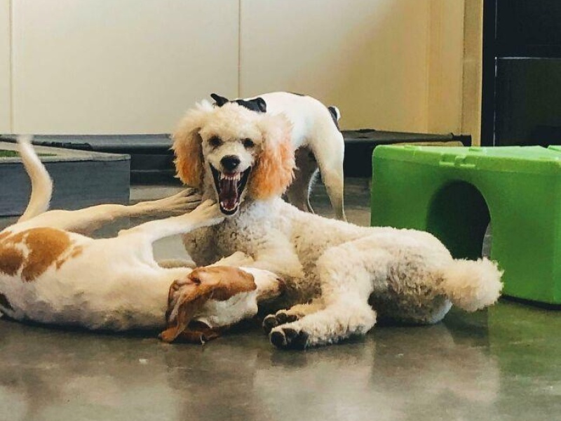 “Cryptid Dogs”: 30 Times People Managed To Snap A Pic Of Their Dogs At Just The Right Moment