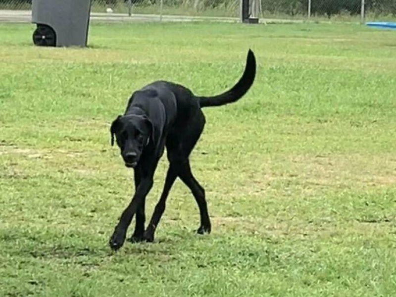 “Cryptid Dogs”: 30 Times People Managed To Snap A Pic Of Their Dogs At Just The Right Moment