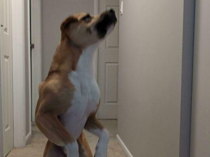 “Cryptid Dogs”: 30 Times People Managed To Snap A Pic Of Their Dogs At Just The Right Moment