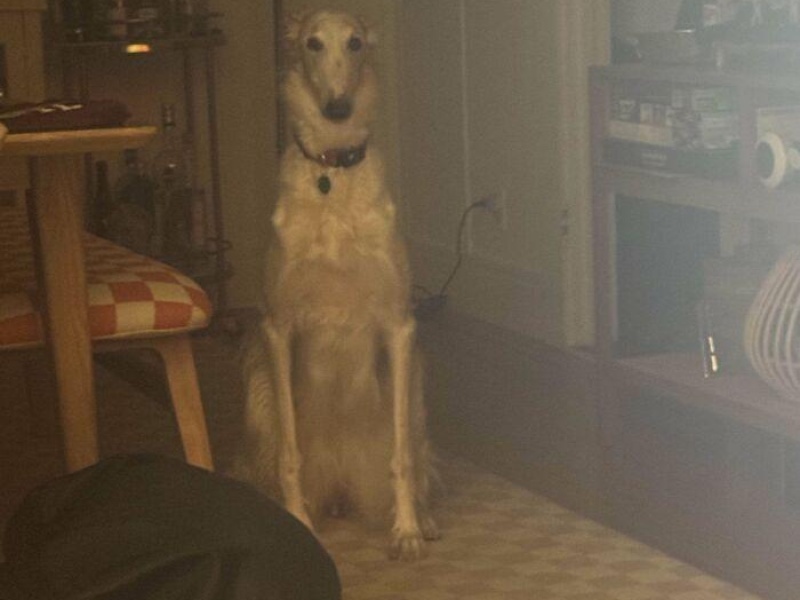 “Cryptid Dogs”: 30 Times People Managed To Snap A Pic Of Their Dogs At Just The Right Moment