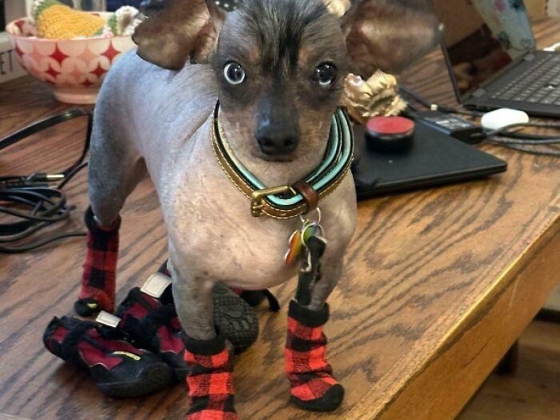 “Cryptid Dogs”: 30 Times People Managed To Snap A Pic Of Their Dogs At Just The Right Moment