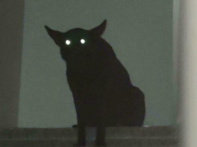 “Cryptid Dogs”: 30 Times People Managed To Snap A Pic Of Their Dogs At Just The Right Moment