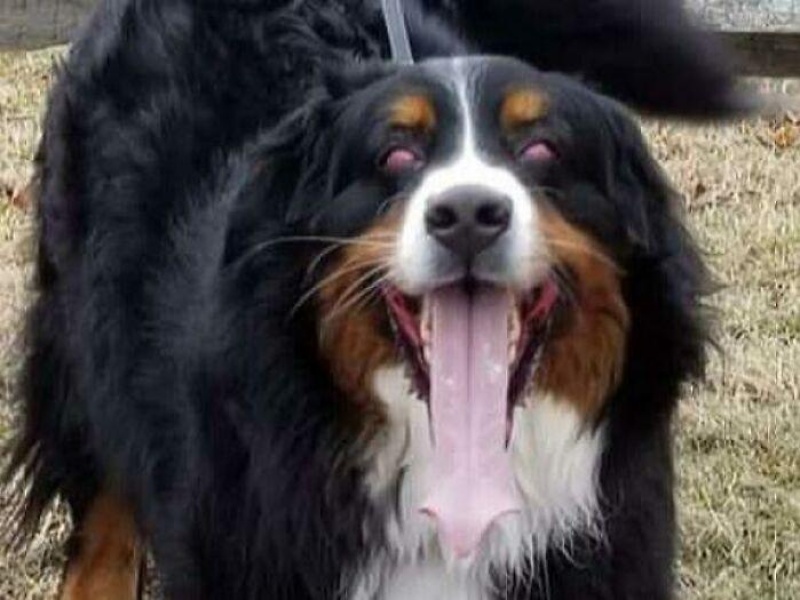 “Cryptid Dogs”: 30 Times People Managed To Snap A Pic Of Their Dogs At Just The Right Moment