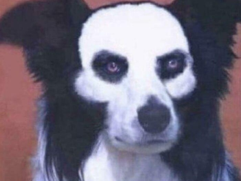 “Cryptid Dogs”: 30 Times People Managed To Snap A Pic Of Their Dogs At Just The Right Moment