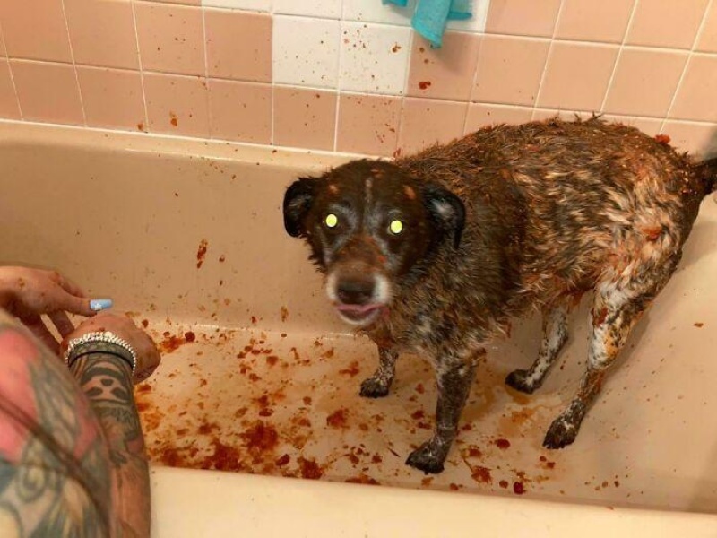 “Cryptid Dogs”: 30 Times People Managed To Snap A Pic Of Their Dogs At Just The Right Moment