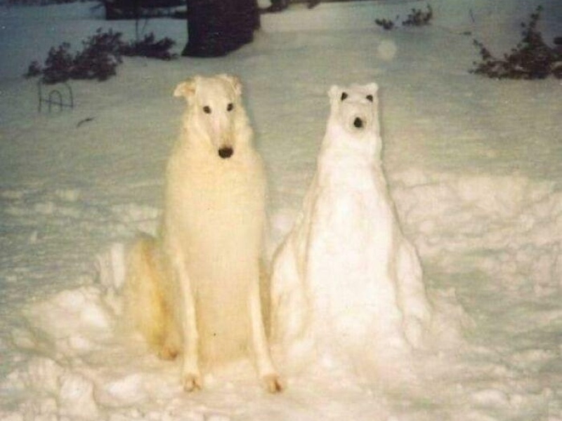 “Cryptid Dogs”: 30 Times People Managed To Snap A Pic Of Their Dogs At Just The Right Moment