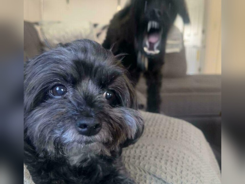 “Cryptid Dogs”: 30 Times People Managed To Snap A Pic Of Their Dogs At Just The Right Moment