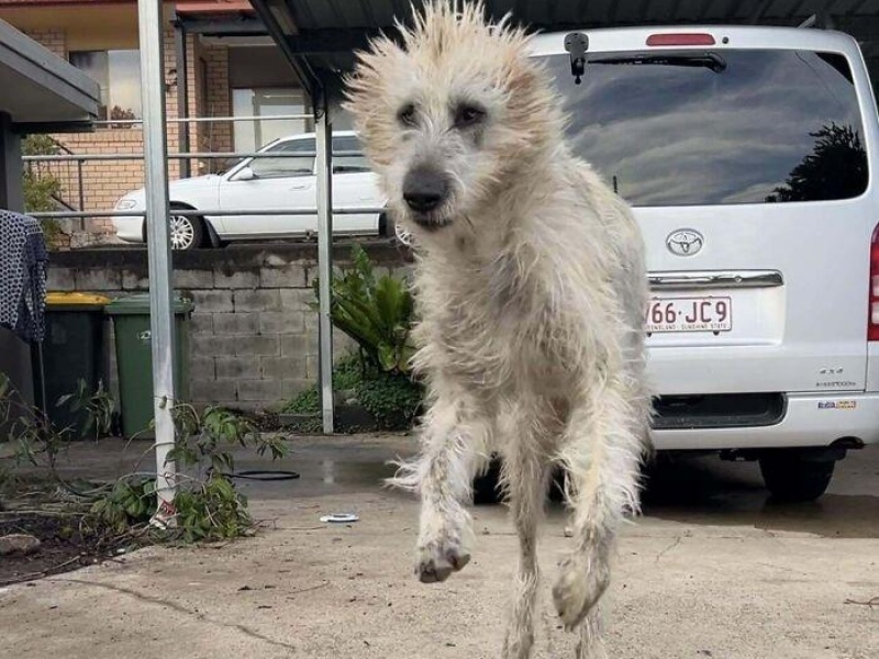 “Cryptid Dogs”: 30 Times People Managed To Snap A Pic Of Their Dogs At Just The Right Moment