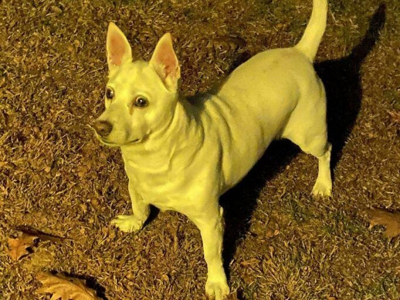 “Cryptid Dogs”: 30 Times People Managed To Snap A Pic Of Their Dogs At Just The Right Moment