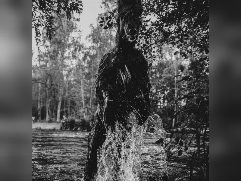 “Cryptid Dogs”: 30 Times People Managed To Snap A Pic Of Their Dogs At Just The Right Moment