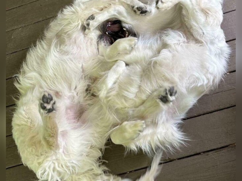 “Cryptid Dogs”: 30 Times People Managed To Snap A Pic Of Their Dogs At Just The Right Moment