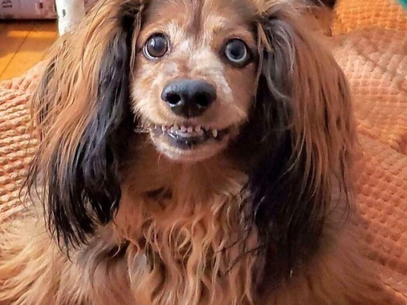 “Cryptid Dogs”: 30 Times People Managed To Snap A Pic Of Their Dogs At Just The Right Moment