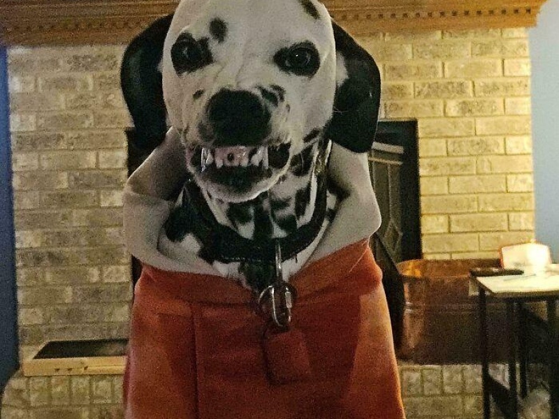 “Cryptid Dogs”: 30 Times People Managed To Snap A Pic Of Their Dogs At Just The Right Moment