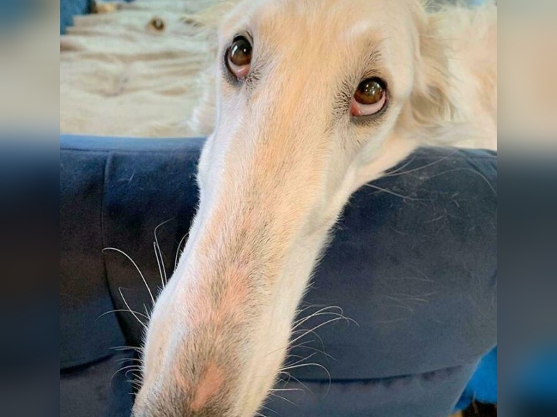 “Cryptid Dogs”: 30 Times People Managed To Snap A Pic Of Their Dogs At Just The Right Moment