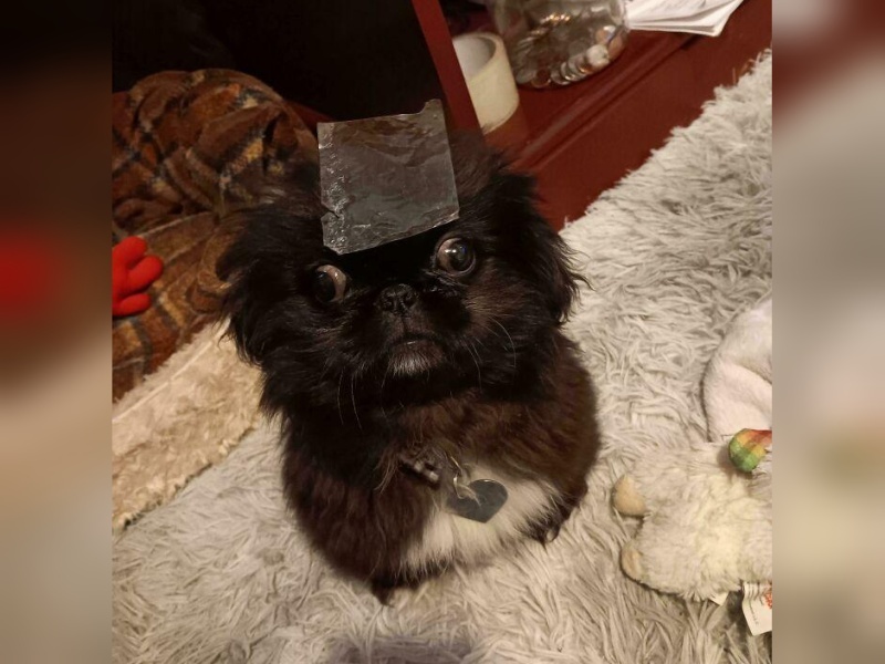 “Cryptid Dogs”: 30 Times People Managed To Snap A Pic Of Their Dogs At Just The Right Moment
