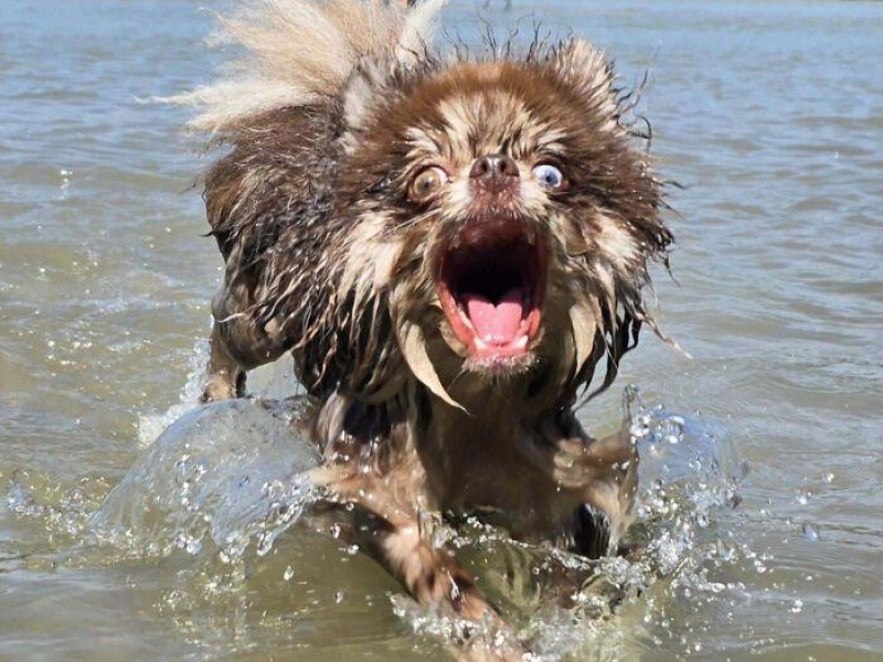 “Cryptid Dogs”: 30 Times People Managed To Snap A Pic Of Their Dogs At Just The Right Moment