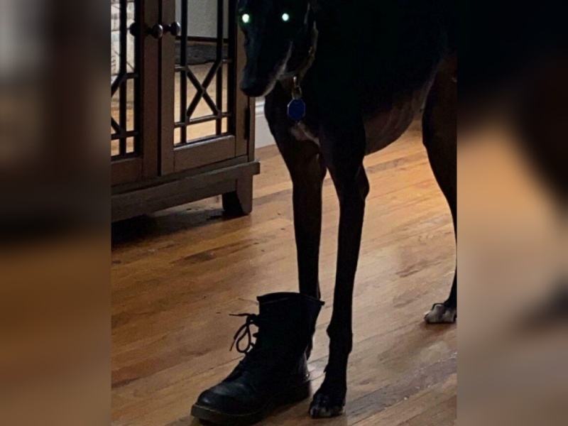 “Cryptid Dogs”: 30 Times People Managed To Snap A Pic Of Their Dogs At Just The Right Moment
