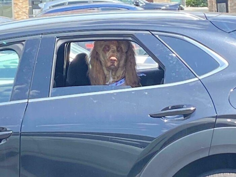“Cryptid Dogs”: 30 Times People Managed To Snap A Pic Of Their Dogs At Just The Right Moment