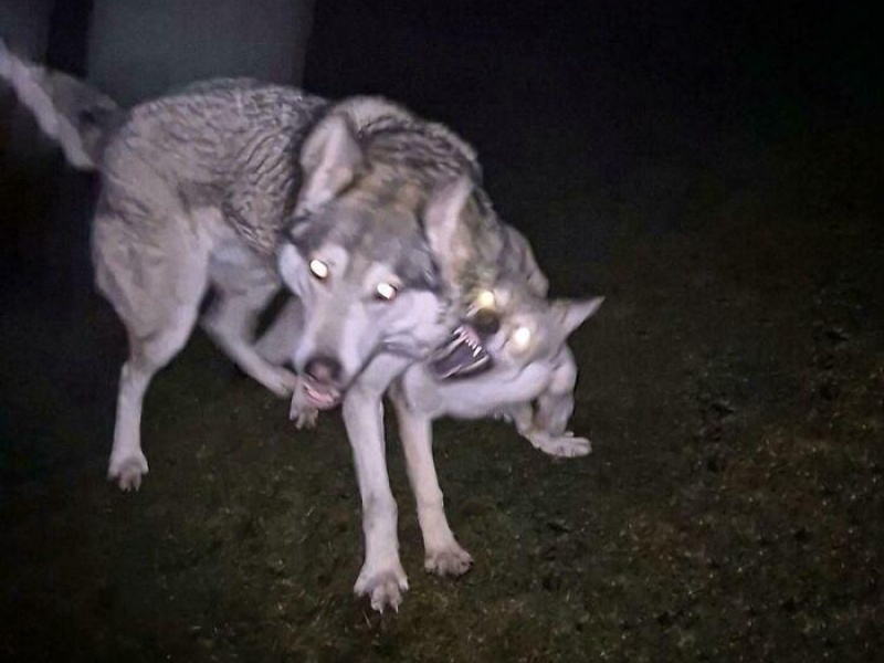 “Cryptid Dogs”: 30 Times People Managed To Snap A Pic Of Their Dogs At Just The Right Moment