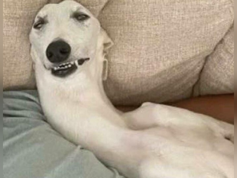 “Cryptid Dogs”: 30 Times People Managed To Snap A Pic Of Their Dogs At Just The Right Moment