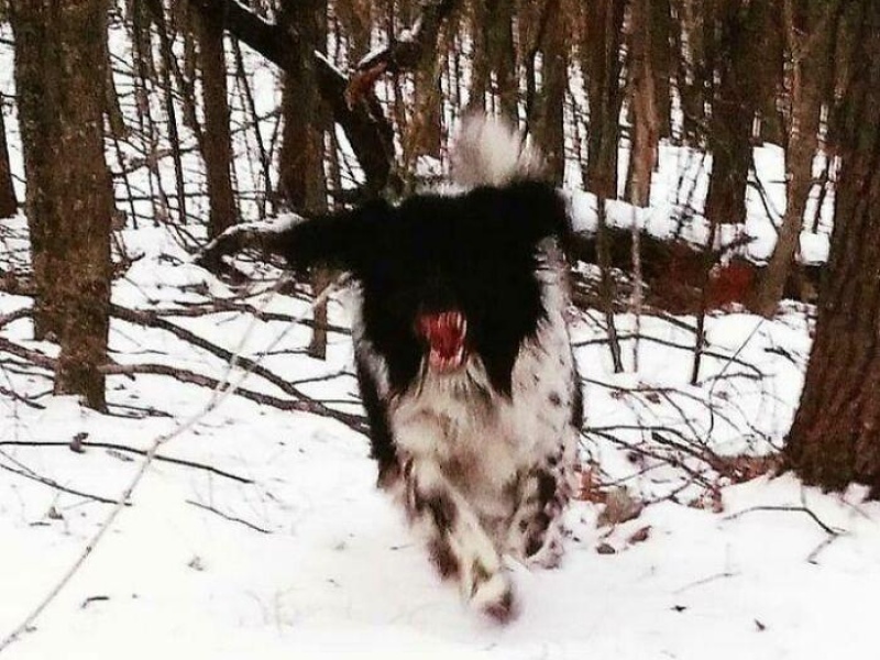 “Cryptid Dogs”: 30 Times People Managed To Snap A Pic Of Their Dogs At Just The Right Moment