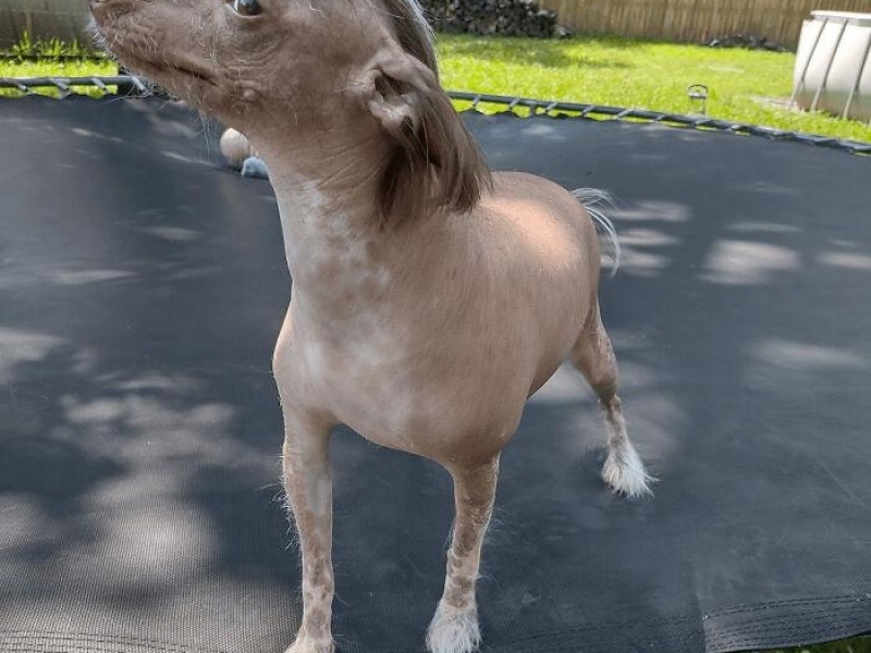 “Cryptid Dogs”: 30 Times People Managed To Snap A Pic Of Their Dogs At Just The Right Moment