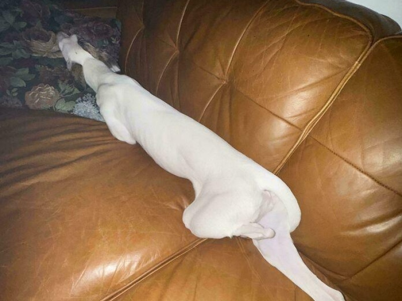 “Cryptid Dogs”: 30 Times People Managed To Snap A Pic Of Their Dogs At Just The Right Moment