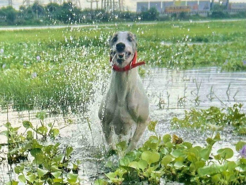 “Cryptid Dogs”: 30 Times People Managed To Snap A Pic Of Their Dogs At Just The Right Moment