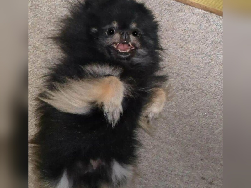 “Cryptid Dogs”: 30 Times People Managed To Snap A Pic Of Their Dogs At Just The Right Moment
